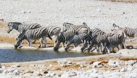 Namibië is duurder dan ooit, toch stromen de parken vol